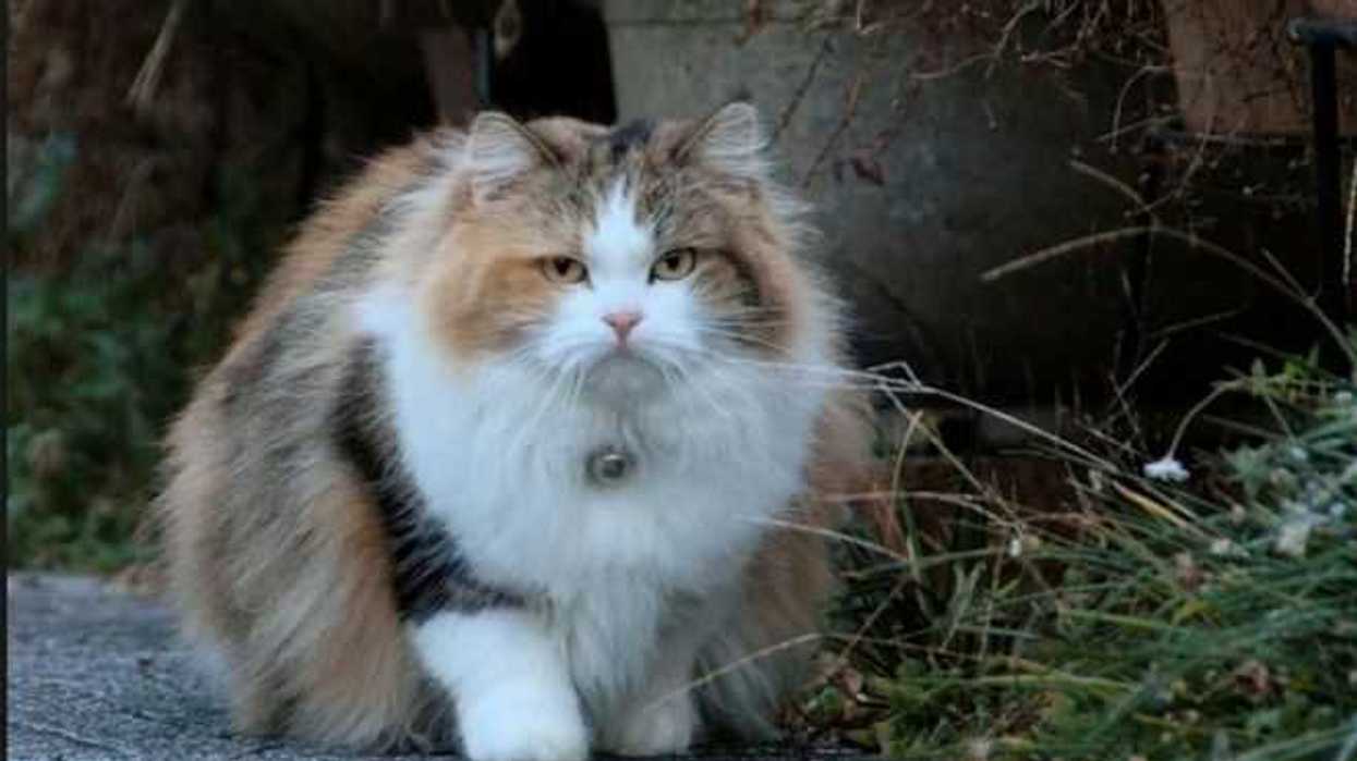 gatos-obesos-pueden-desarrollar-diabetes-1