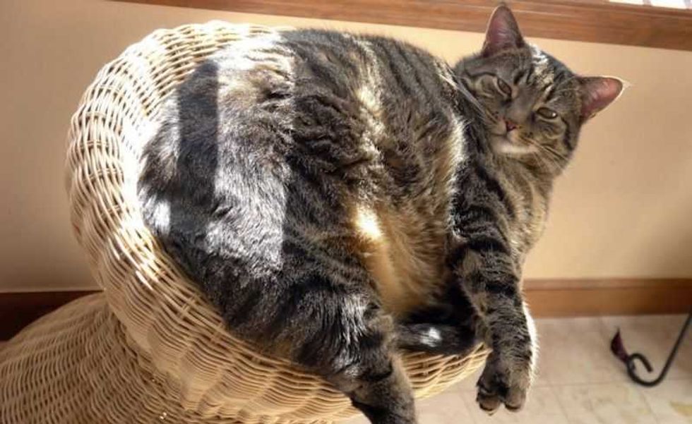 gatos obesos pueden desarrollar diabetes 3