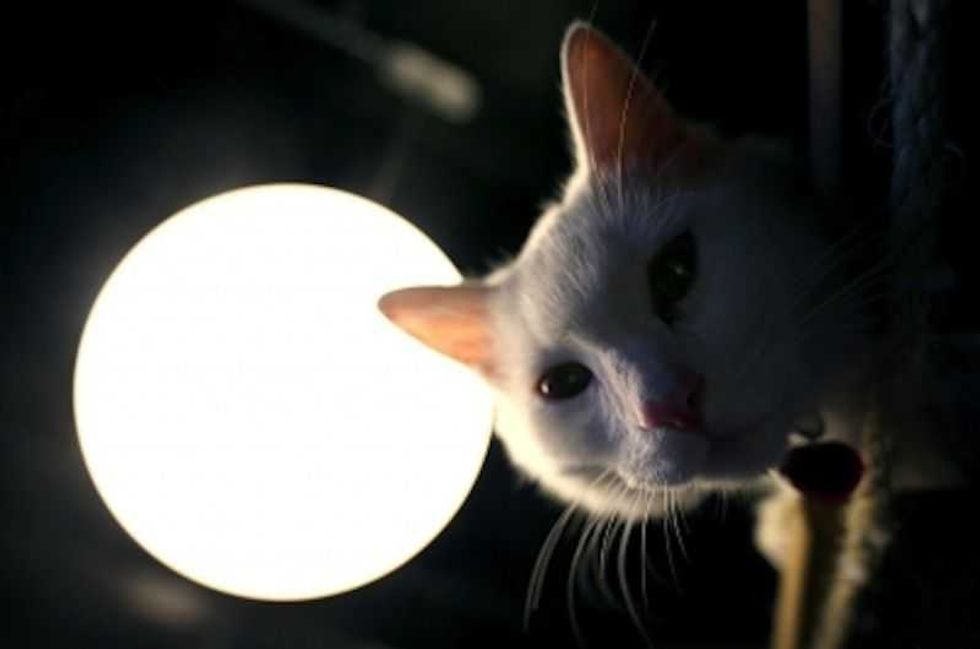 gatos obesos pueden desarrollar diabetes