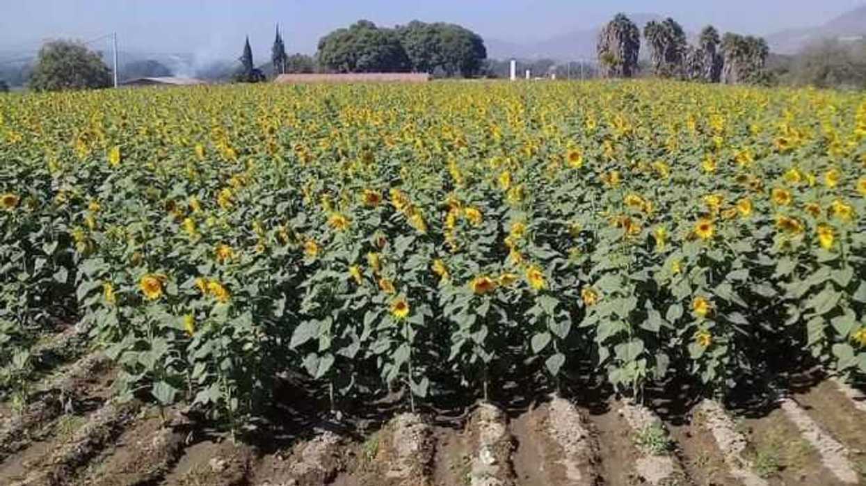 girasoles