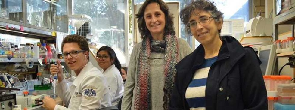 gk 1 la molecula mexicana contra el cancer de mama