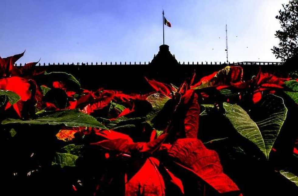 gobierno capitalino invita a visitar intervencion floral en el zocalo