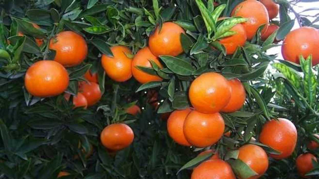 gobierno-da-recursos-para-proteger-cultivo-de-mandarina-4
