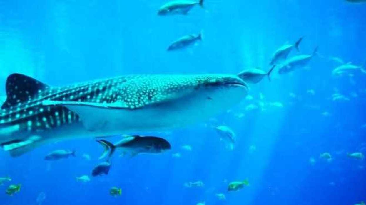 golfo-de-california-un-acuario-mundial-que-hay-que-proteger