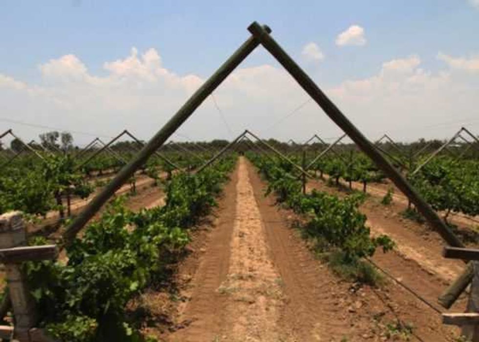 guanajuato retoma vocacion vitivinicola 3