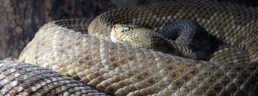 guia de serpientes de importancia medica en queretaro 1