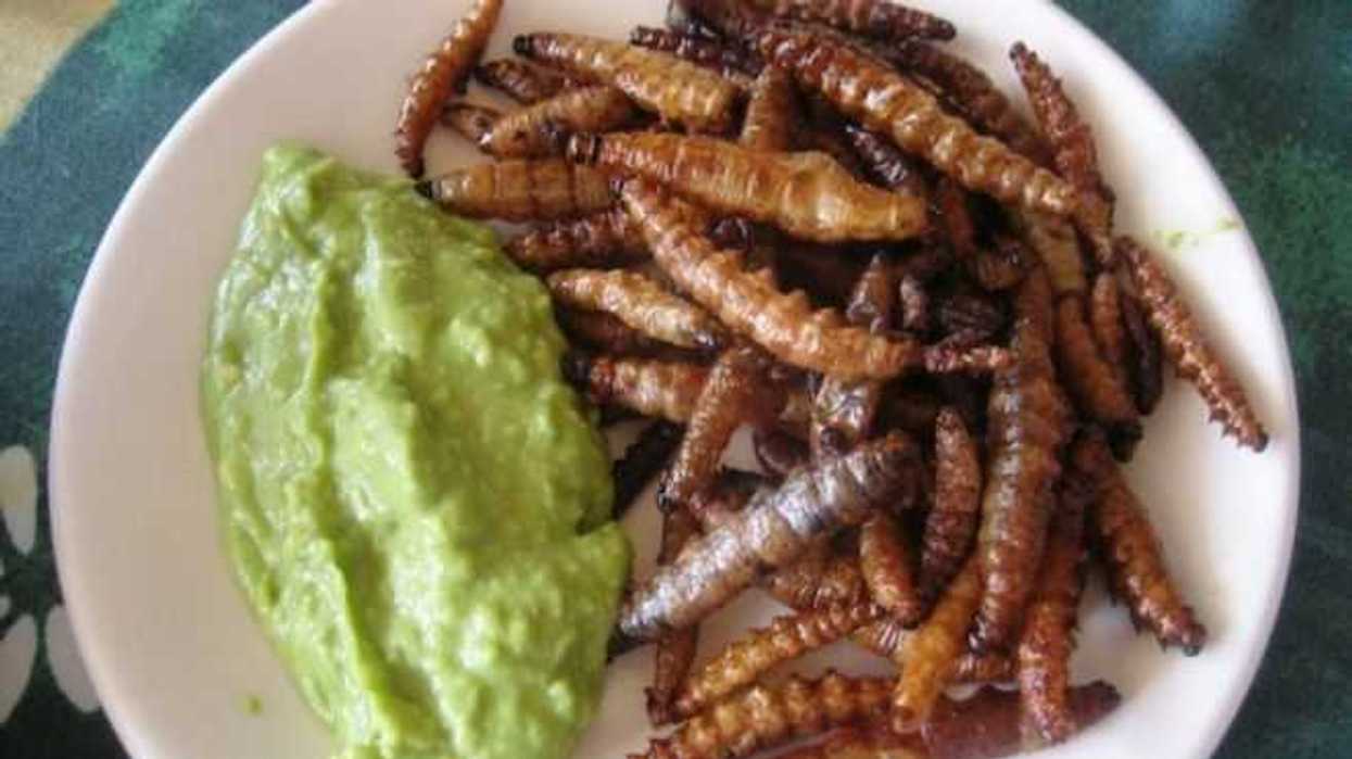 Gusanos de maguey. FOTO/ESPECIAL