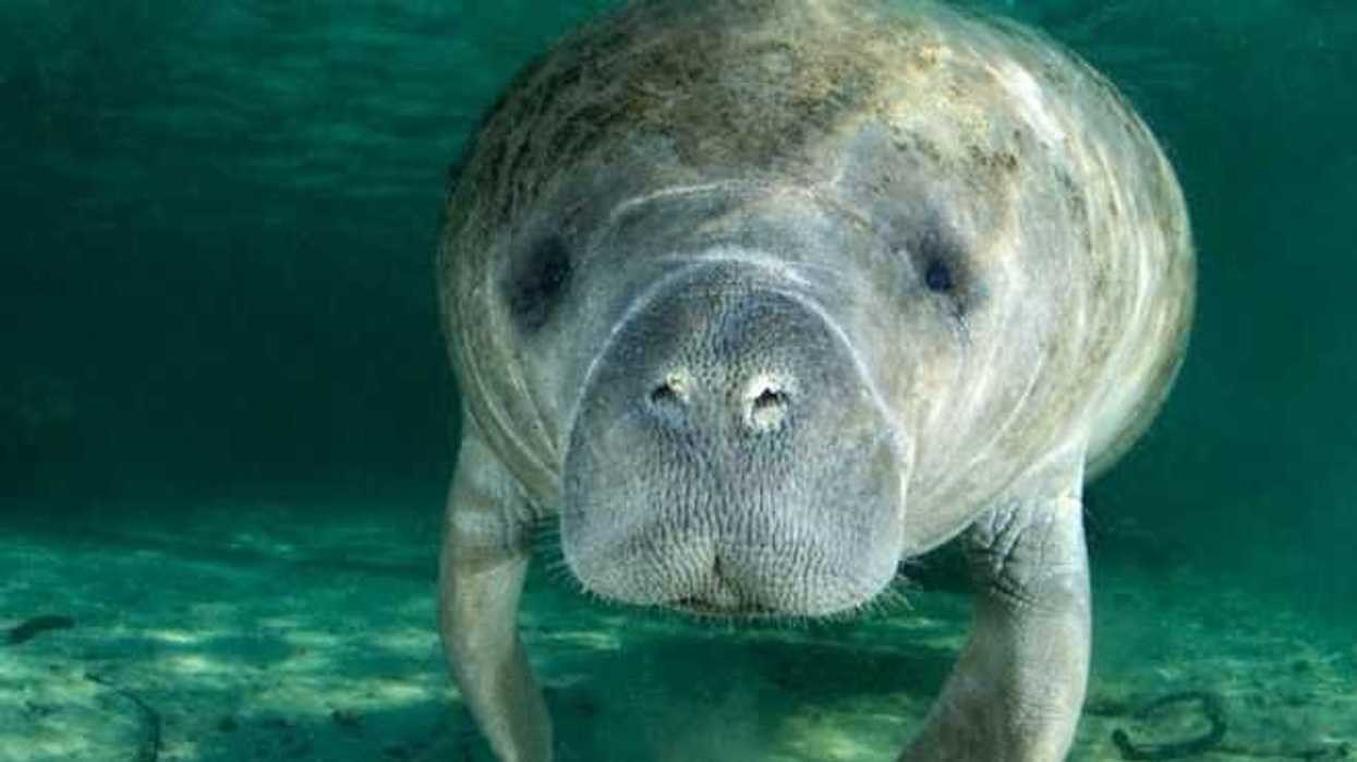 hallan-manati-muerto-en-biosfera-pantanos-de-centla-en-tabasco