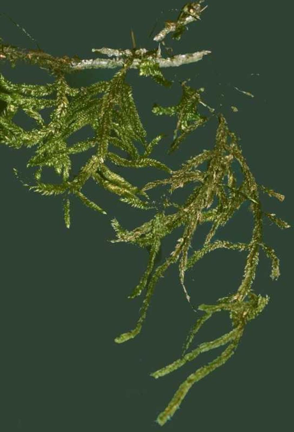 hildebrandtiella-guyanensis-cortesia-del-dr-claudio-delgadillo-moya