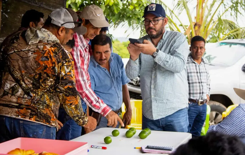 Hombre observa muestras de lim\u00f3n persa colocadas sobre una mesa