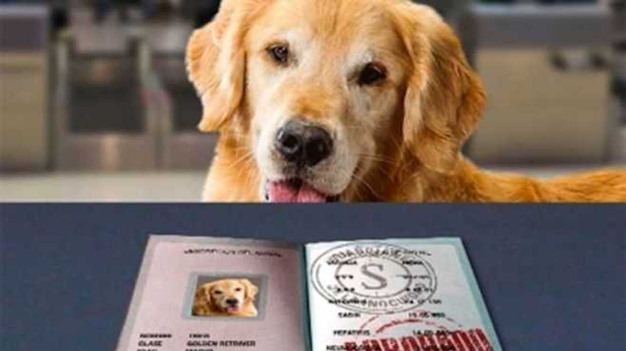 hospital-veterinario-capitalino-ha-atendido-a-50-mil-perros-gatos