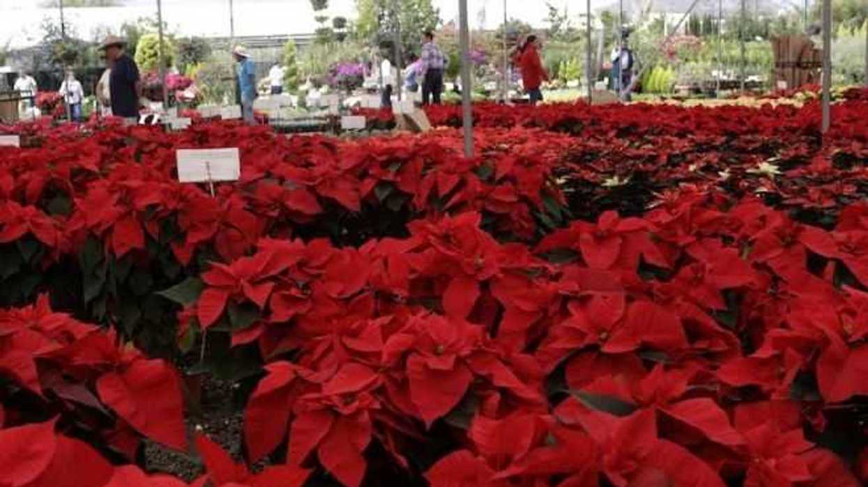 hoy-dia-nacional-de-la-nochebuena-herencia-prehispanica