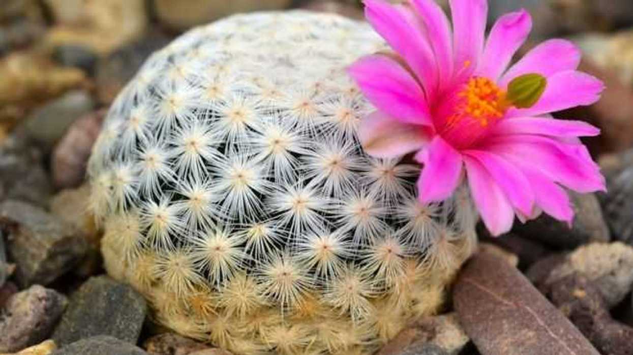 hoy-dia-nacional-las-cactaceas