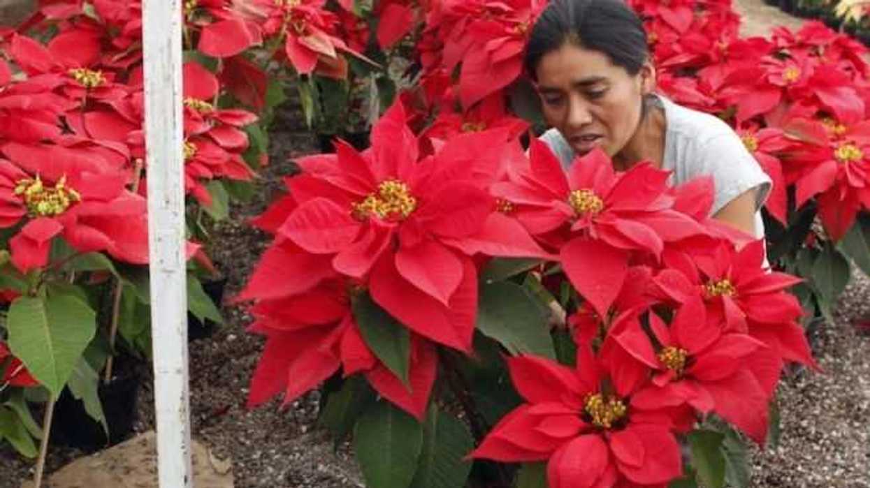 Huauchinango ofrece venta de árboles y nochebuenas en Expo Navidad. NOTIMEX