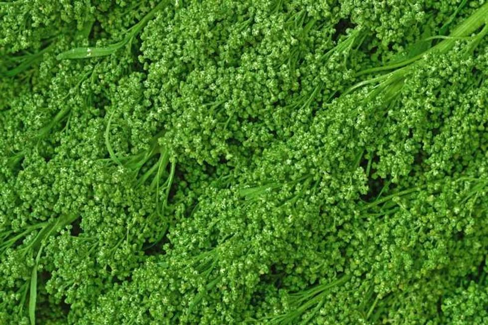 huauzontle planta mexicana nutritiva y curativa 6