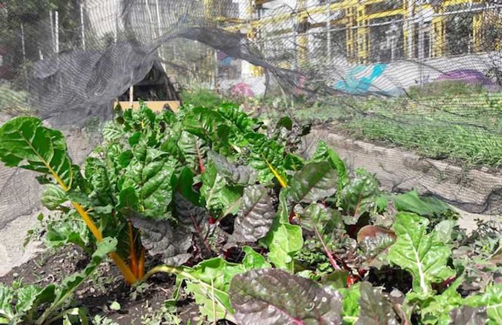 huerto tlatelolco donde la sombra de los edificios crecen flores y frutas 1