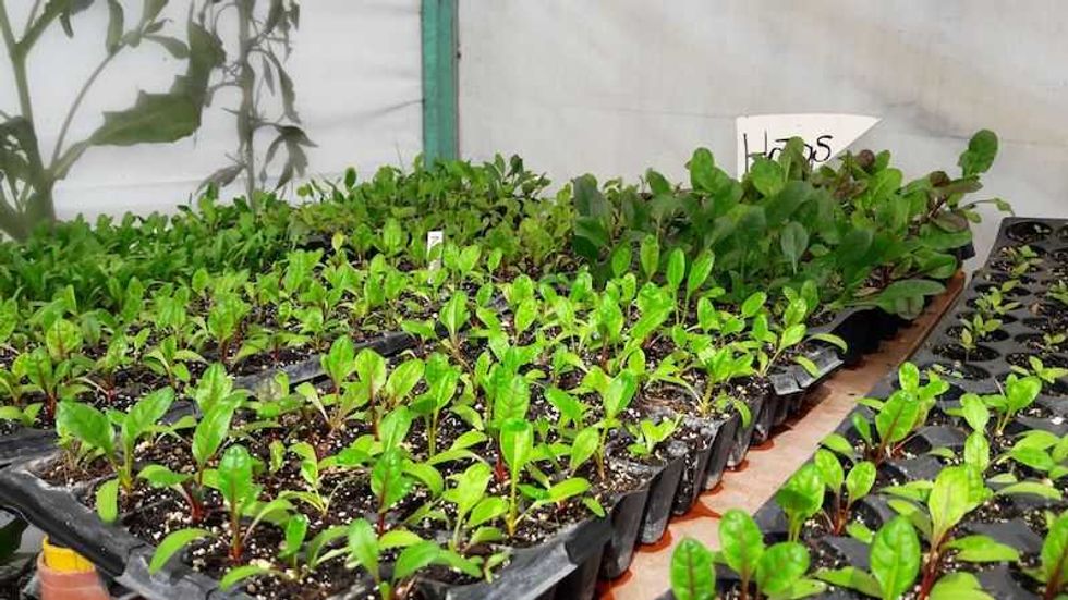 huerto tlatelolco donde la sombra de los edificios crecen flores y frutas 2