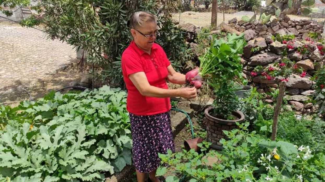 Huertos biointensivos fungen como apoyo a familias rurales en San Juan del Río.