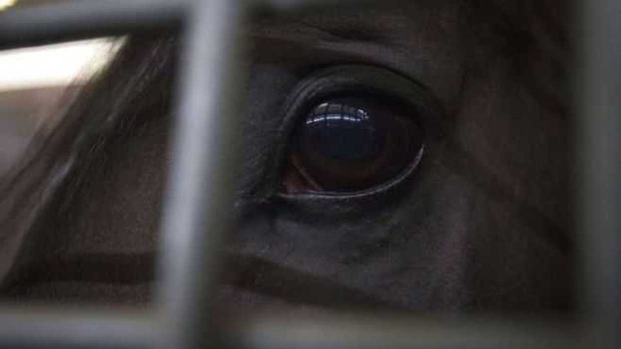 huitlacoche-triunfo-en-lxxiii-handicap-las-americas