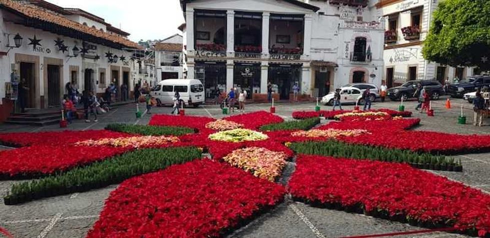 inauguran tapete monumental de flor de nochebuena en taxco guerrero