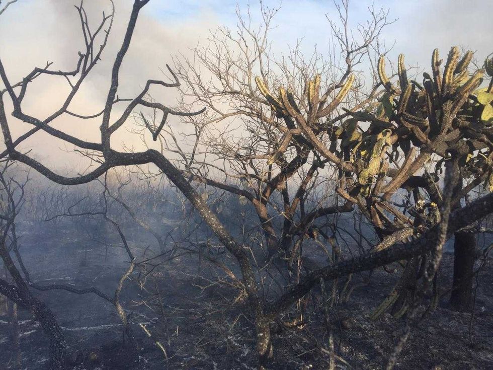 incendio cerro la trinidad 1