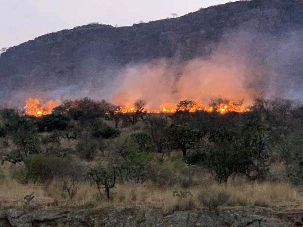incendio devasto 60 hectareas en cerro de la venta en san juan del rio 1
