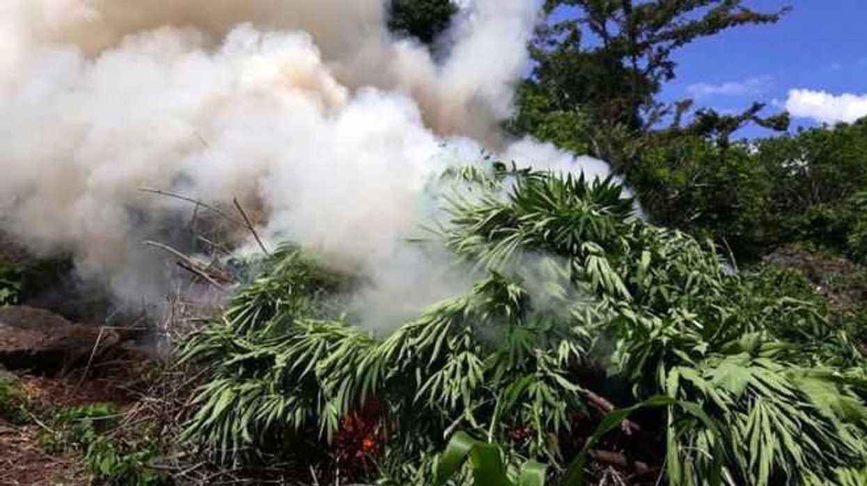 incineran-mas-de-157-mil-plantas-de-marihuana-en-jalisco