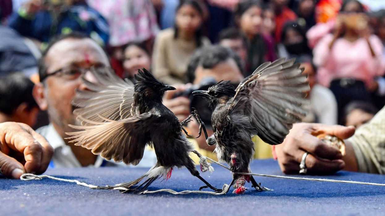 India autoriza las peleas de pájaros bulbules después de ocho años de prohibición. AFP.radi