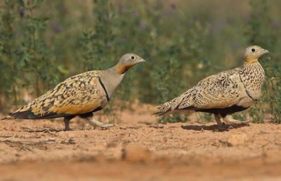 inicia chihuahua temporada caza deportiva 2017 2018 2