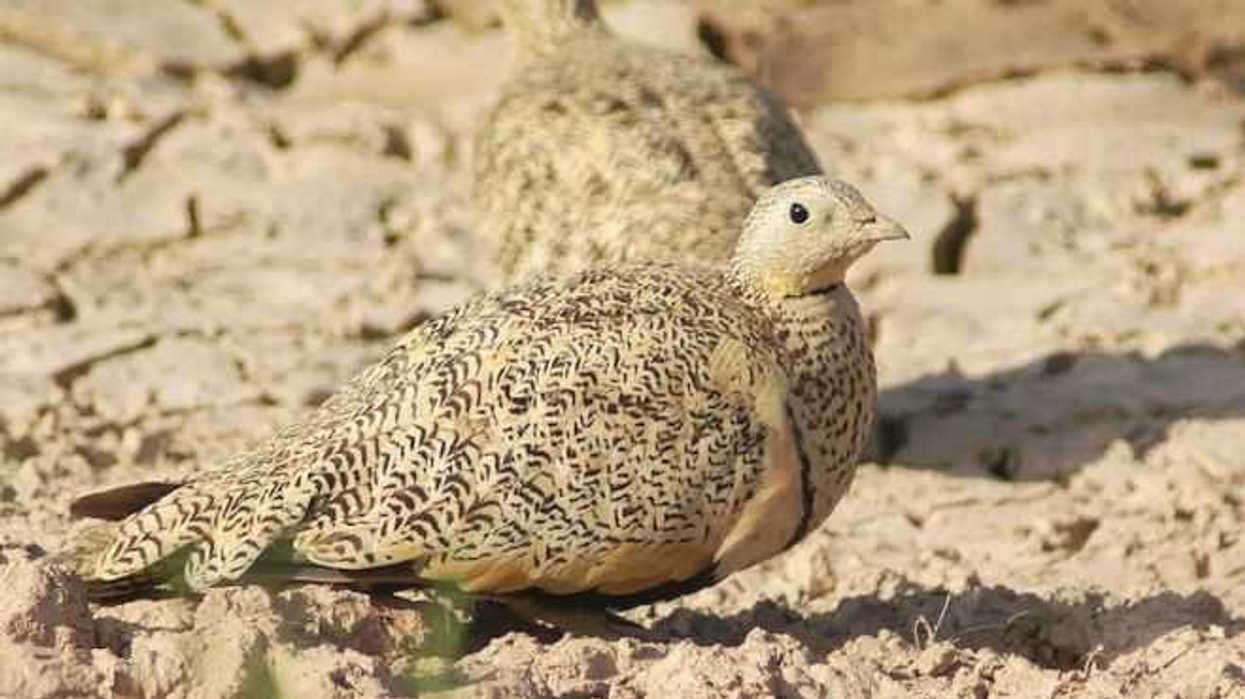 inicia-chihuahua-temporada-caza-deportiva-2017-2018