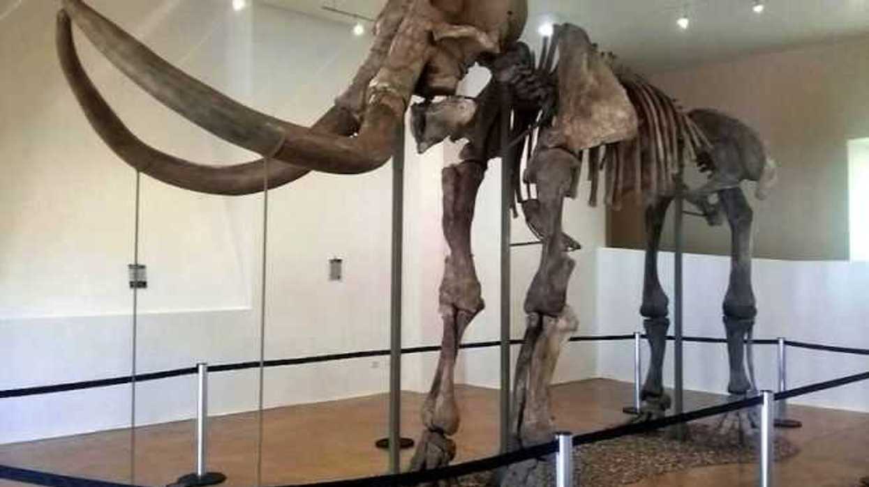 Inicia exhibición de mamut de Ecatepec en Trincheras, Sonora