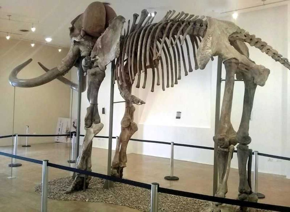 inicia exhibicion de mamut de ecatepec en trincheras sonora