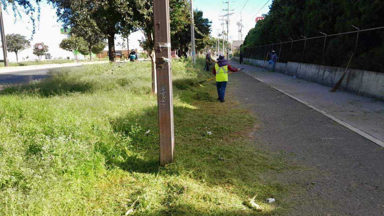 Inicia poda de maleza en divisores de Paseo Central San Juan Río.