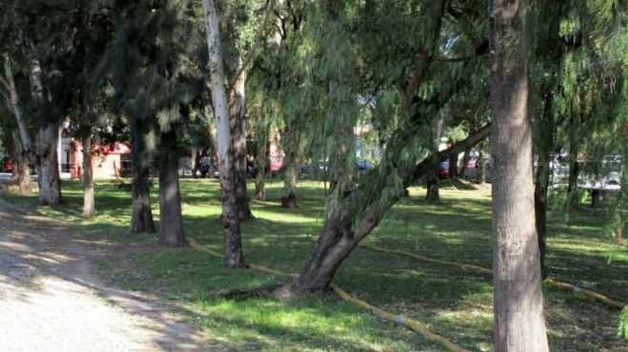 iniciaran-reforestacion-en-comunidades-de-san-juan-del-rio-1