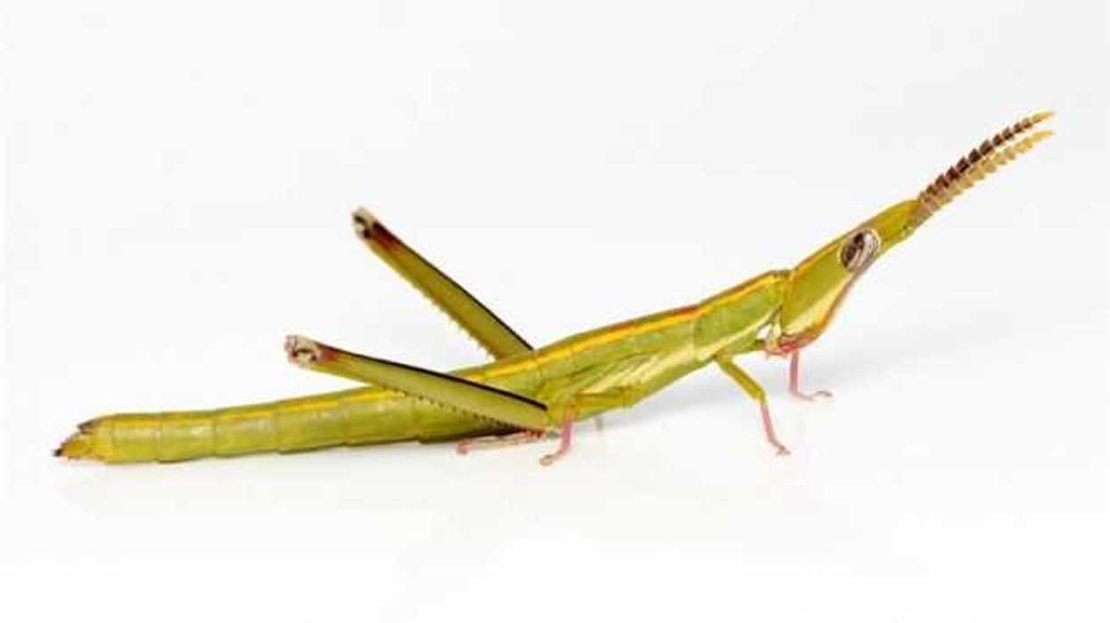 insectos-efe