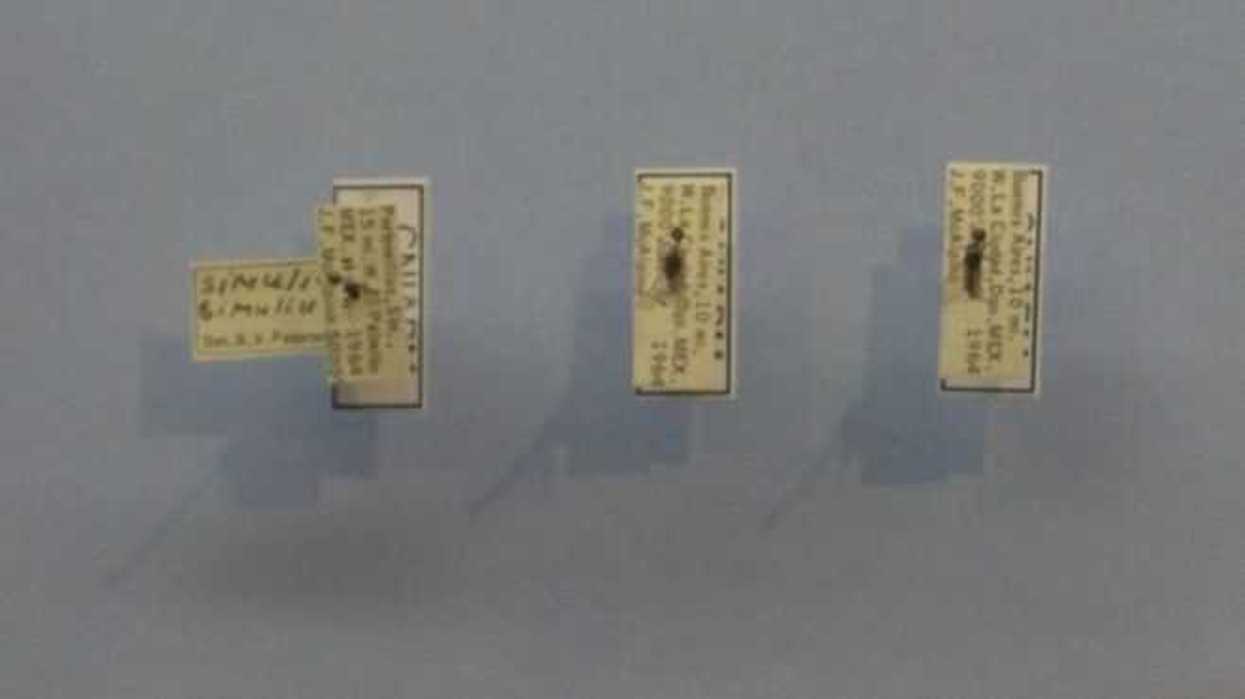 insectos-transmisores-enfermedades-1