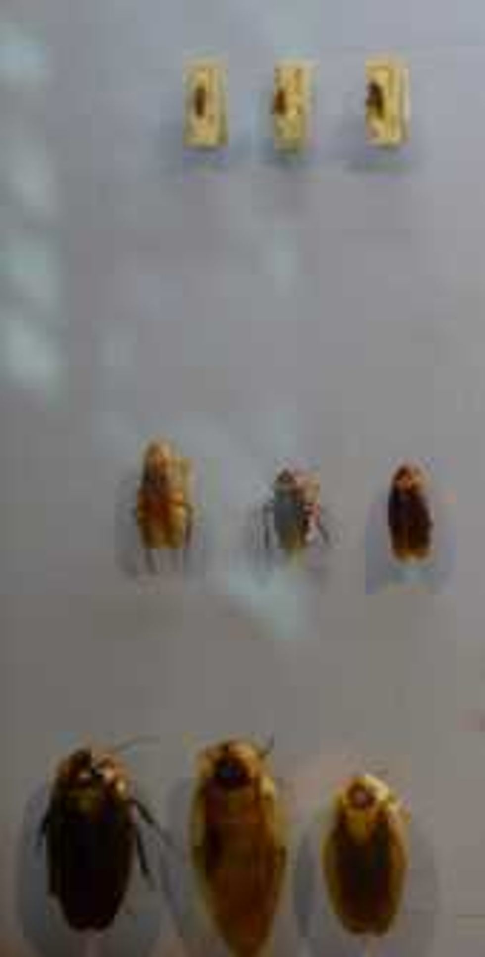 insectos transmisores enfermedades 3