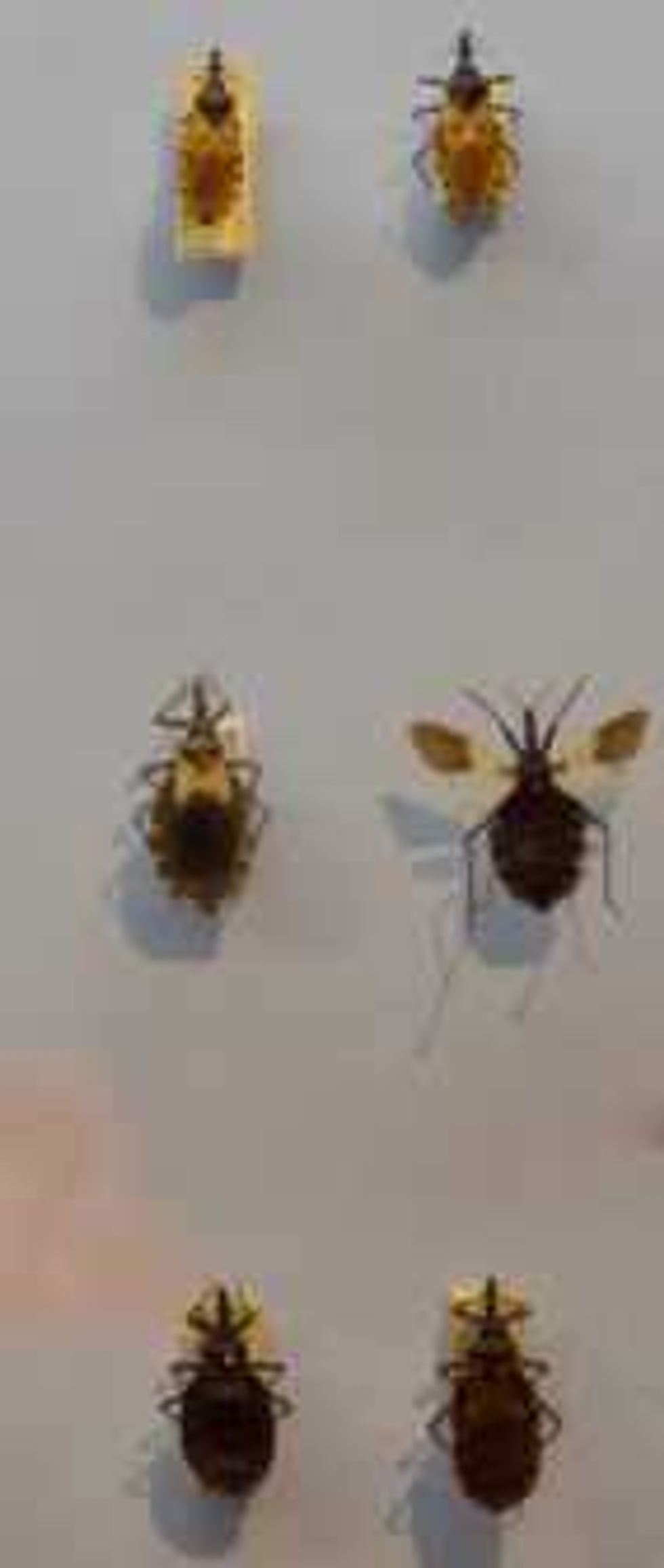 insectos transmisores enfermedades 4