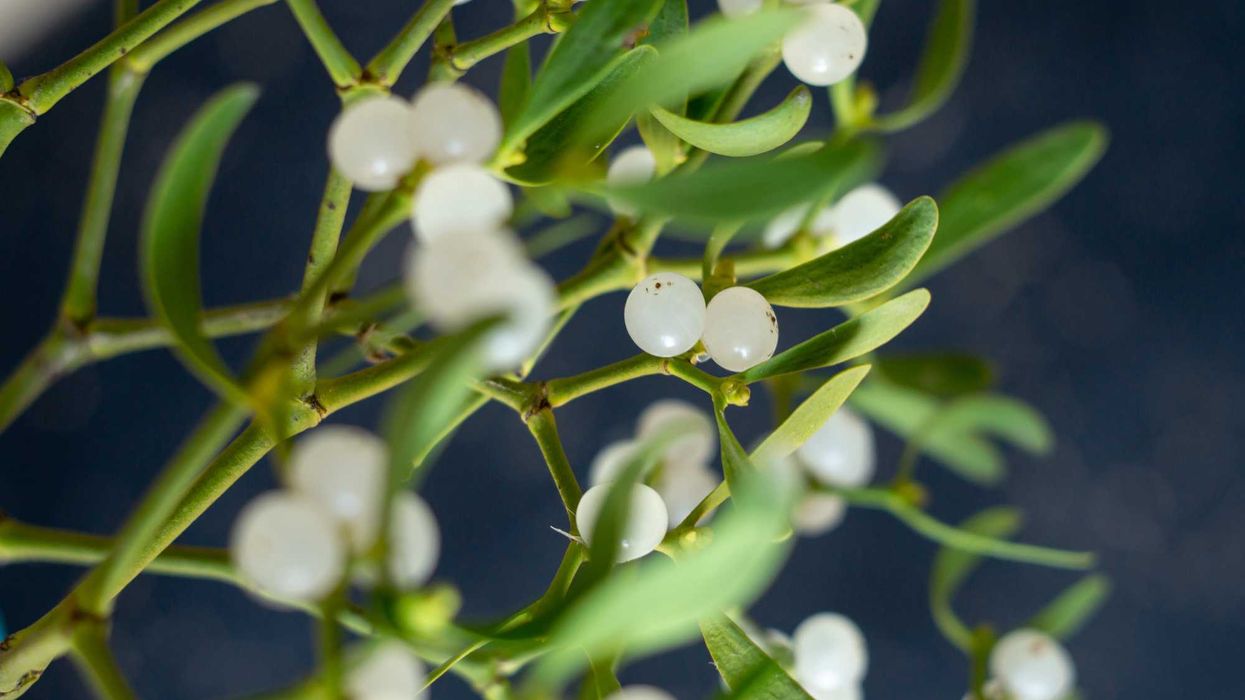Intervención en Alameda Hidalgo. El programa de cuatro meses atenderá 60% de árboles afectados por muérdago.