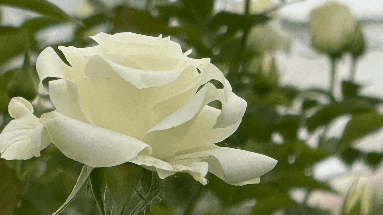 Invernadero de rosas en la comunidad de El Organal, San Juan del Río, donde trabajan más de 150 productores