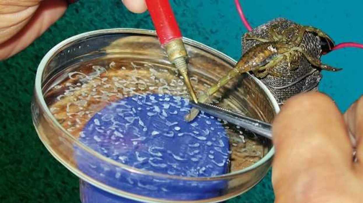 investigadoras-de-colima-analizan-veneno-de-alacran-para-crear-farmacos