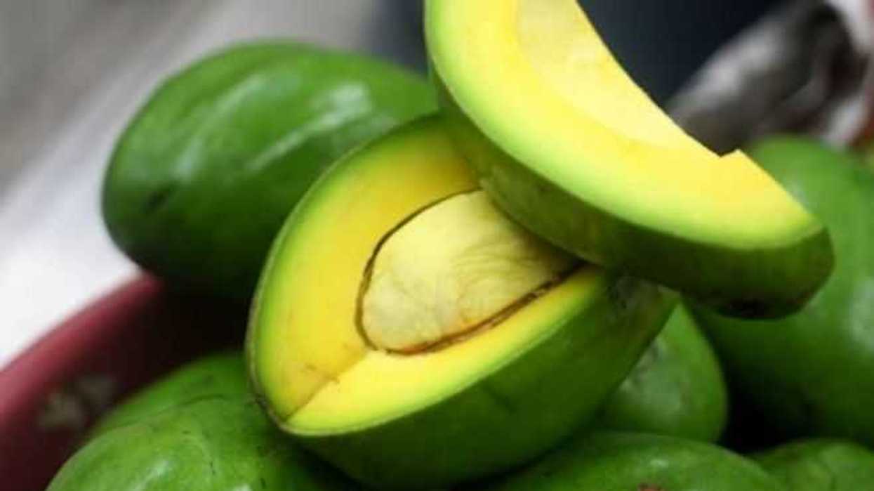 investigadoras-del-politecnico-destacan-propiedades-del-aguacate