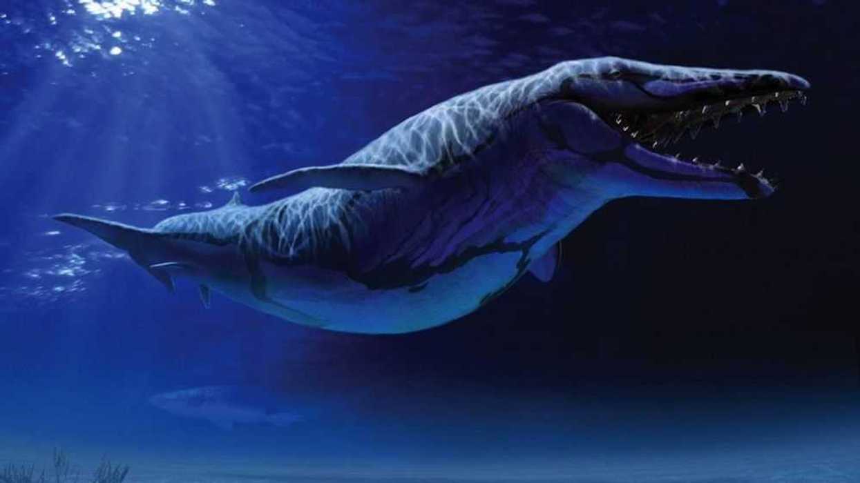 investigadores-descubren-existio-tercer-grupo-ballenas-prehistoricas