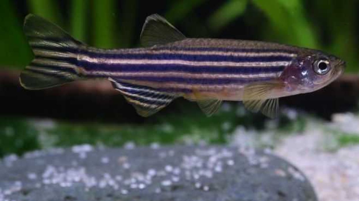 investigan-capacidad-regenerativa-del-pez-cebra-para-aplicacion-biomedica