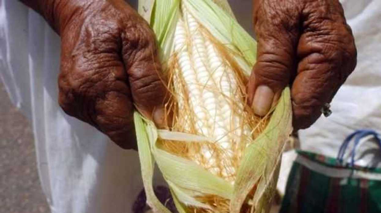 invitan-a-celebrar-primer-dia-del-maiz-en-zocalo-capitalino