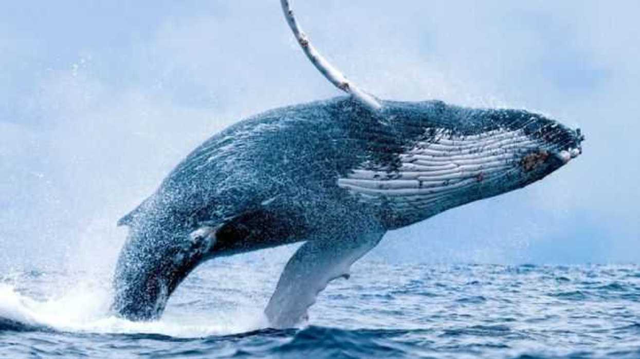 japon-reanudara-este-lunes-la-caza-comercial-de-ballenas-79