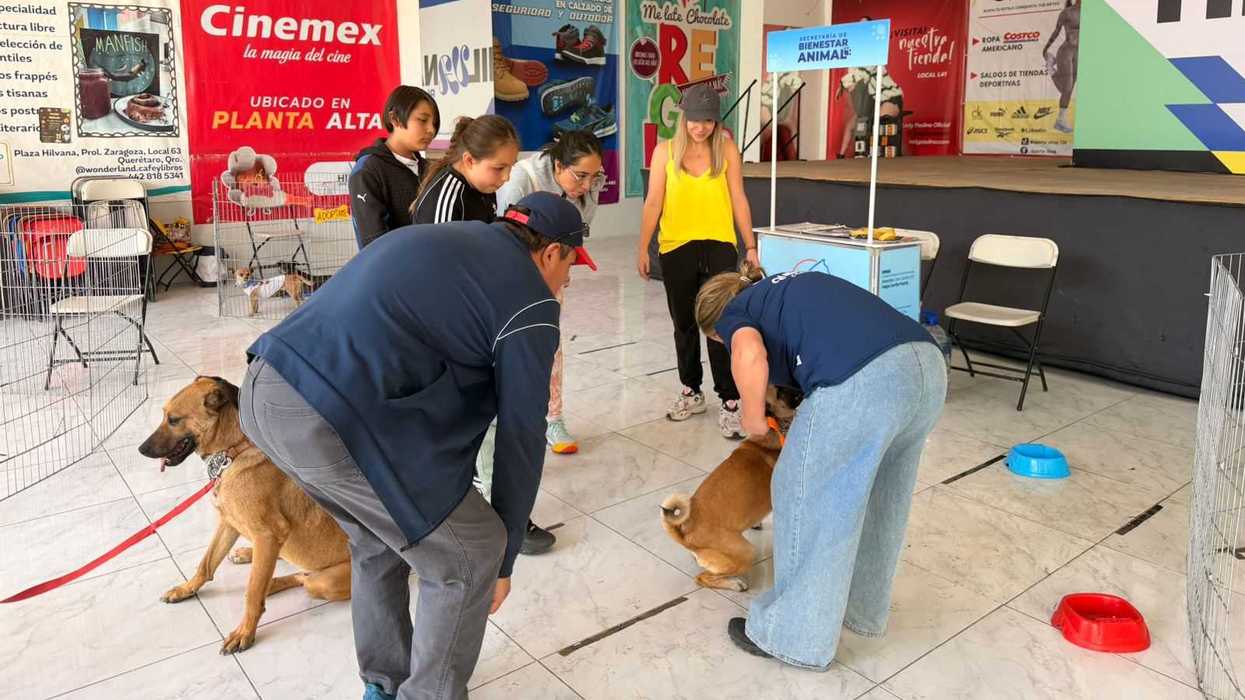 Jornada de adopción de perros y gatos organizada por la Secretaría de Bienestar Animal del Municipio de Querétaro en Plaza Hilvana