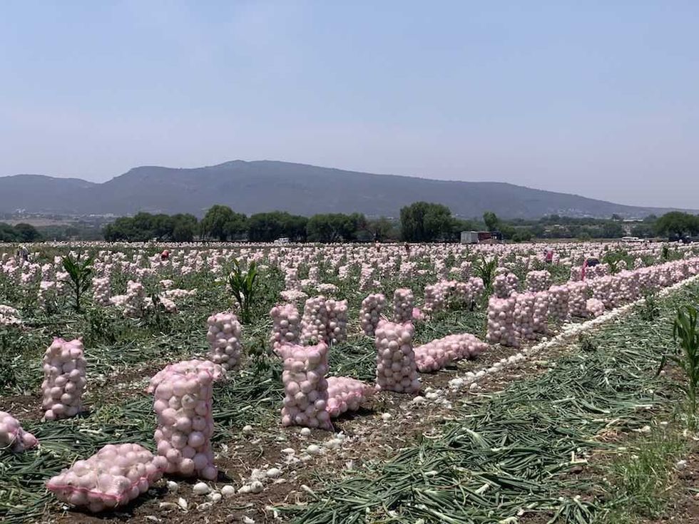 jornaleros agricolas piden a amlo cumpla apoyos 1