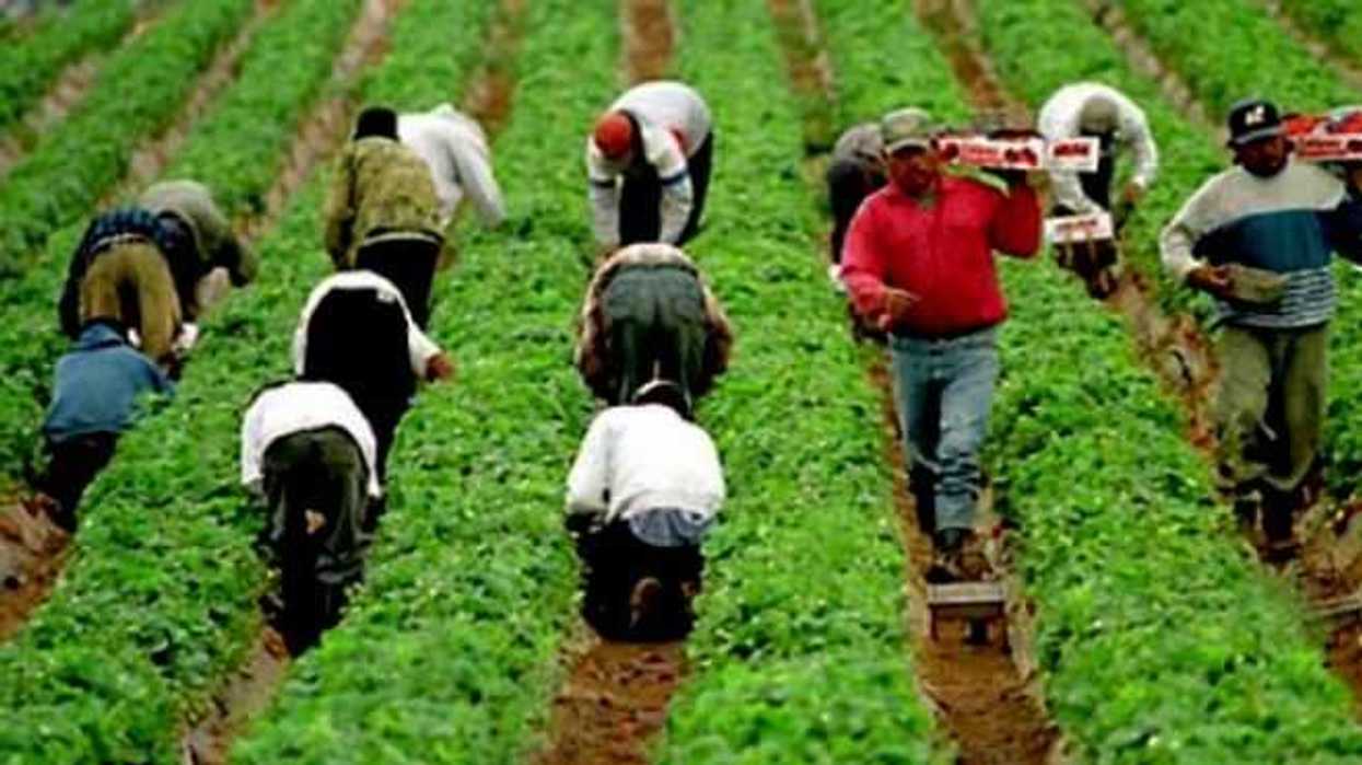 jornaleros-mexicanos-trabajaran-canada