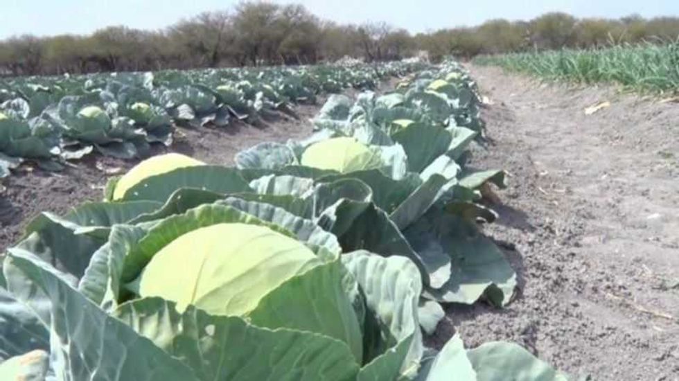jornaleros tamaulipas trabajar canada 1